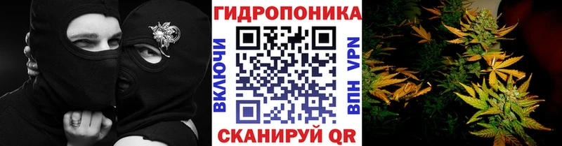 цены наркотик  Лодейное Поле  Бошки Шишки Amnesia 